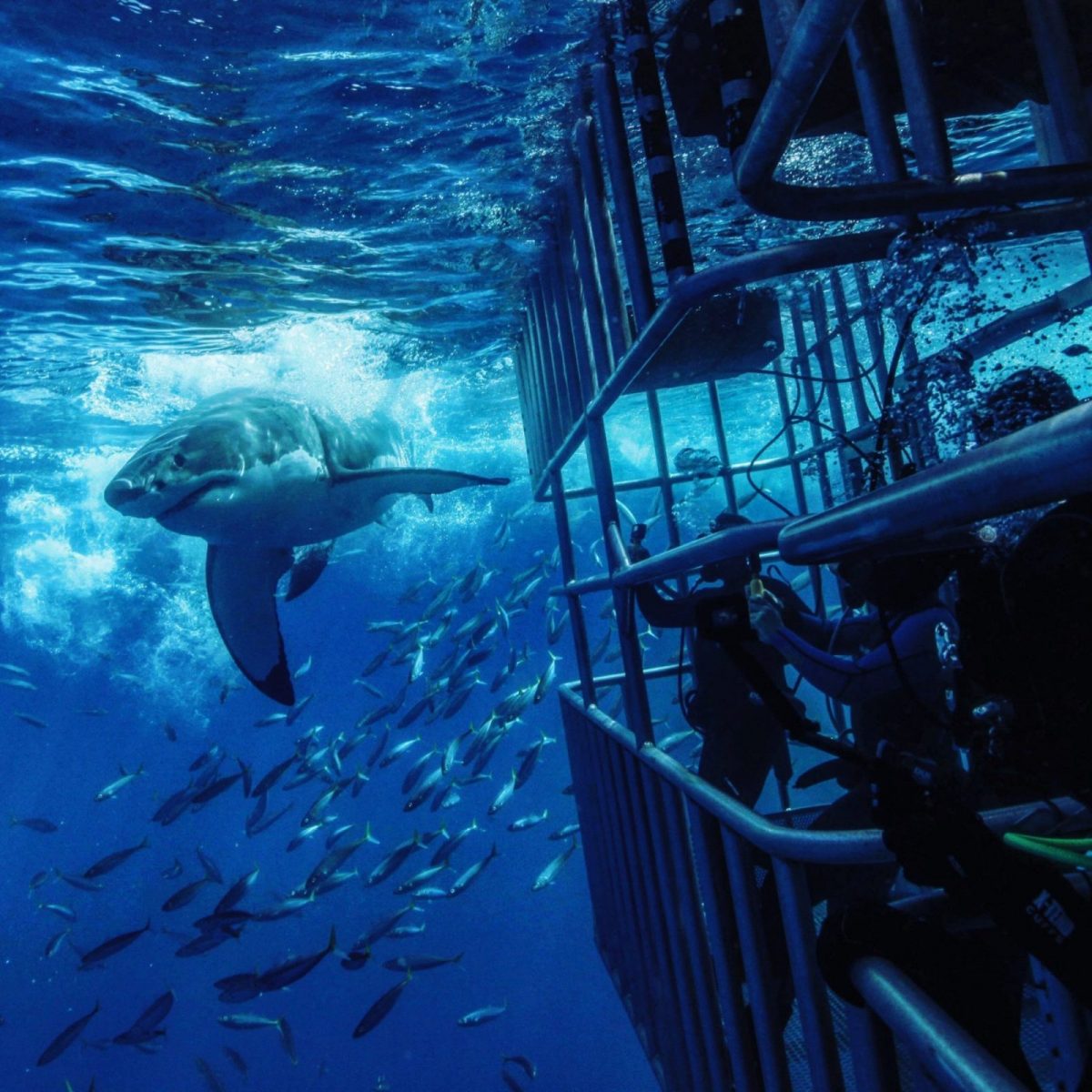 Great White Shark Cage Diving in Cancun?